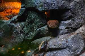 SINGAPORE ZOO (272)